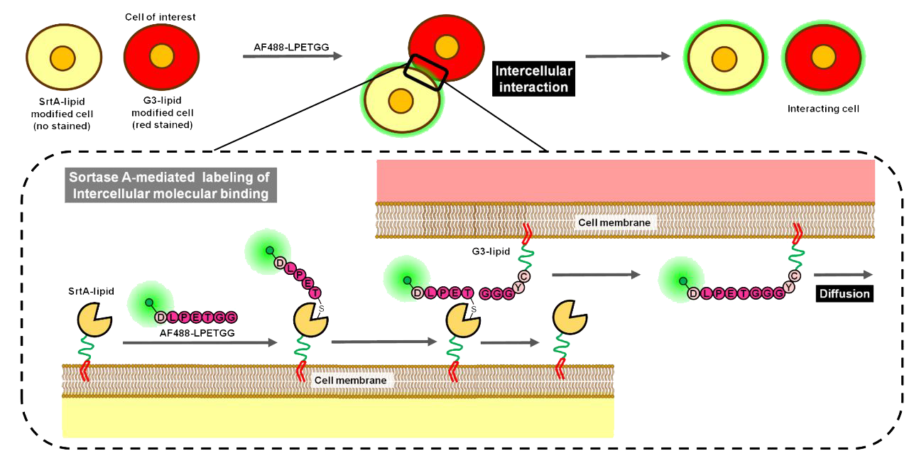 AF488-LPETG peptide